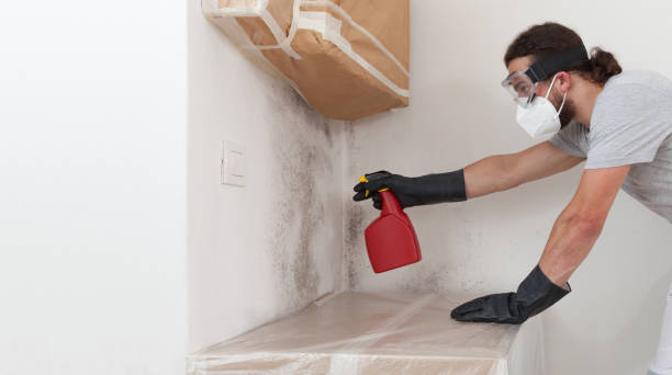 Professional Attic Mold Remediation technician working in Spring City, PA