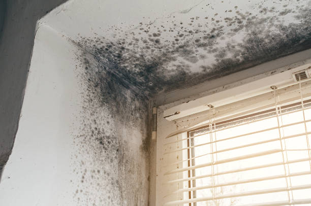 Affordable Attic Mold Remediation solutions in Spring City, PA